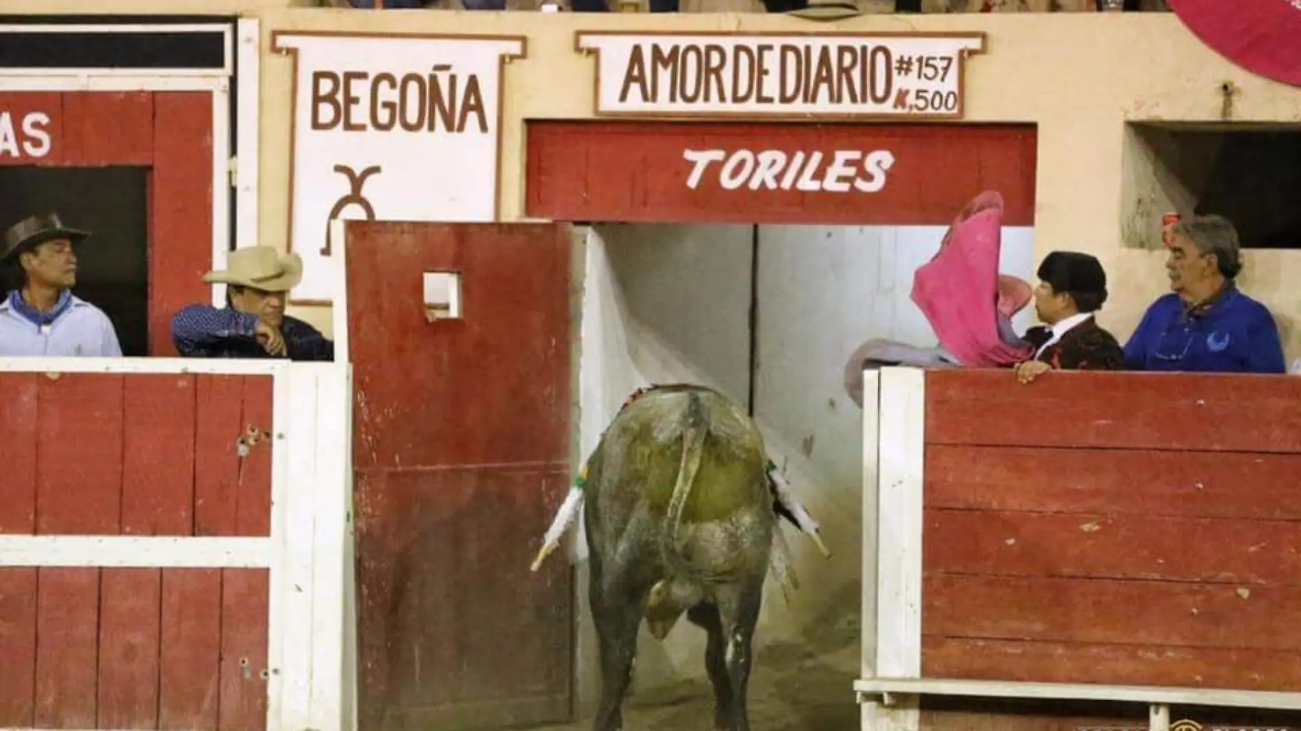 Toro regresa a los corrales de la plaza, luego de ser indultado